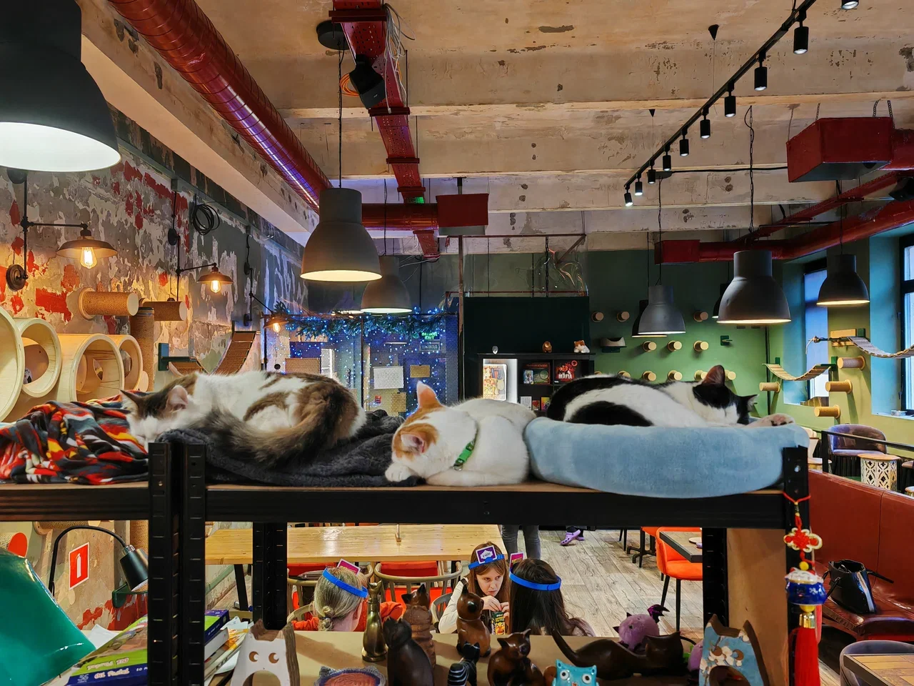 Фото Антикафе "Котики: смена" - развлечение в Москве | Досугатор